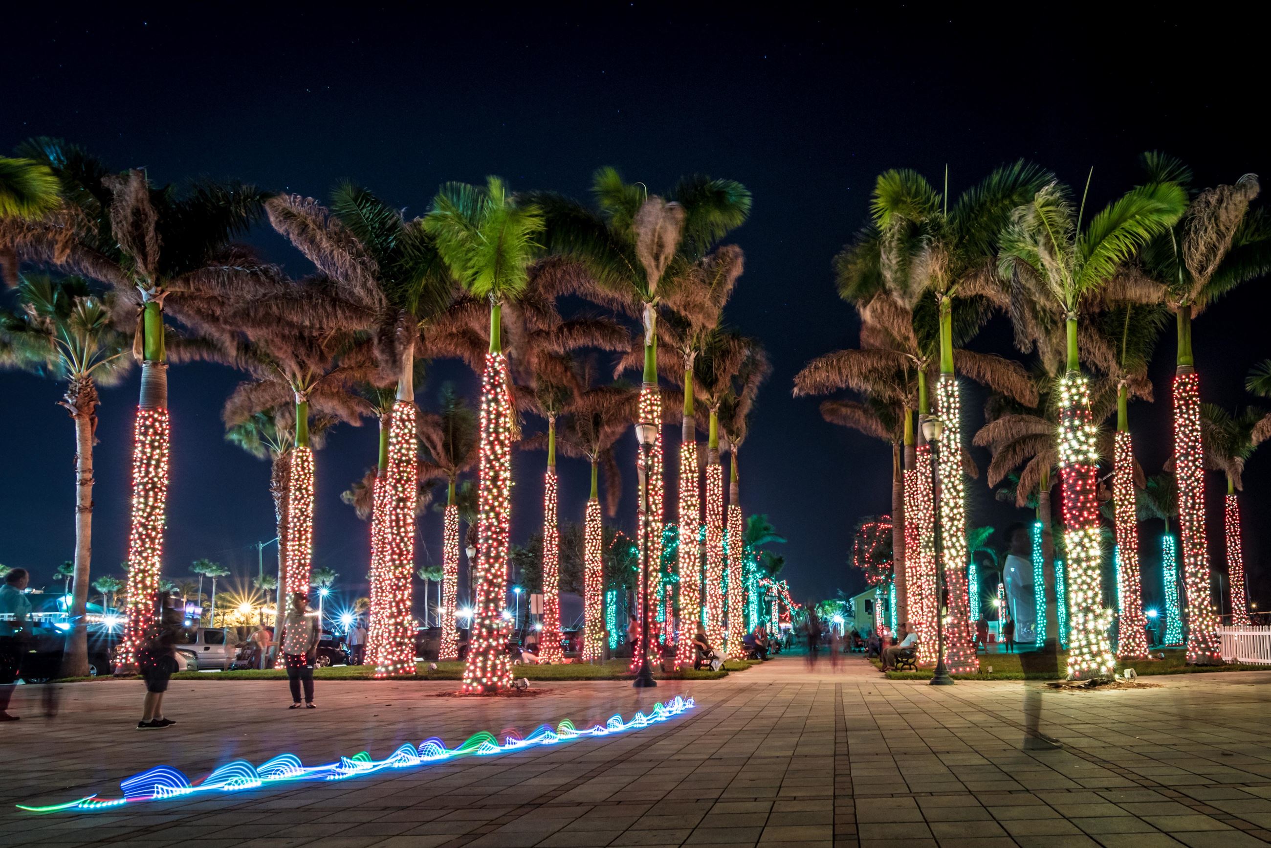 Dancing Palms by Bob Bernier